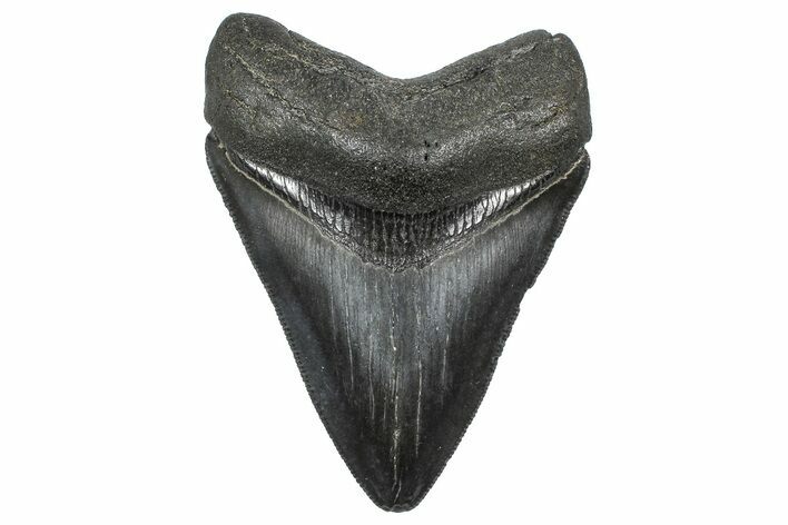 Serrated, Fossil Megalodon Tooth - South Carolina #362489